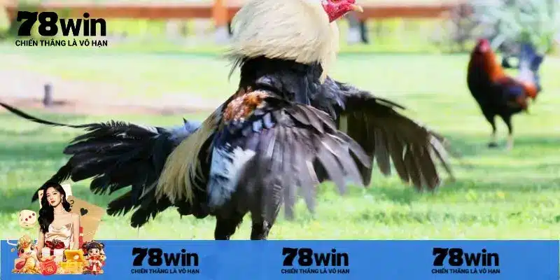 Cập nhật những mẹo trong đá gà cựa dao