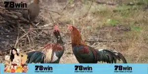 Điều kiện nhận thưởng khuyến mãi Nạp đầu đá gà