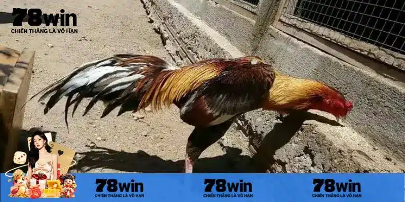 Lợi ích nổi bật của đá gà trực tiếp bình luận viên