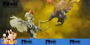 Những lợi ích nổi trội choi đá gà trực tiếp Thomo