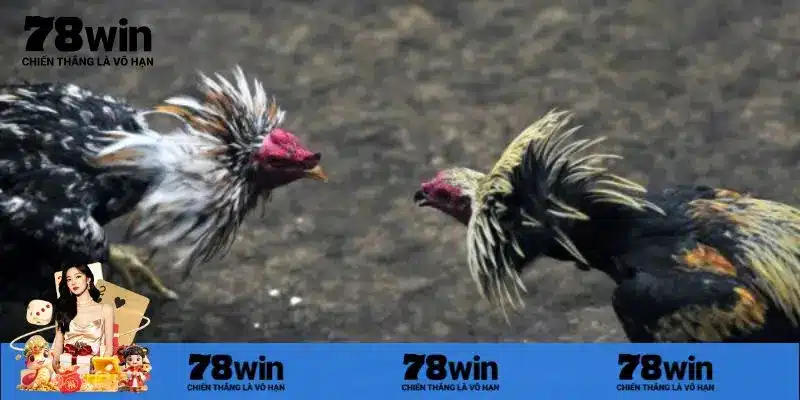 Ngọn lửa truyền thống đá gà C3