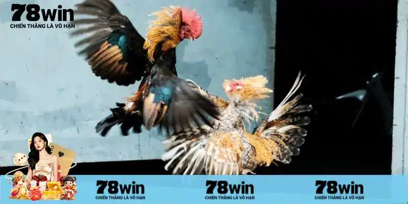 FAQs - Thắc mắc về sự kiện Nạp đầu đá gà?